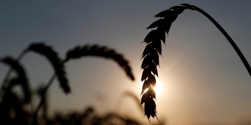 From Grain and Corn to Edible Oil, India Will Feel the Food Ripples of Ukraine's Crisis - Vimarsana News