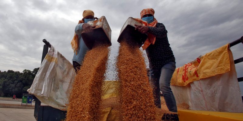 India To Roll Out Measures To Seize Gap in Wheat Export Market Left by Ukraine War - Vimarsana News