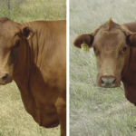 Slick-coat-type-Photographs-contrasting-slick-and-nonslick-Senepol-crossbreeds-The