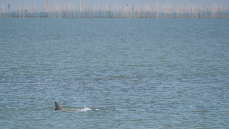 Why India's New National Dolphin Day Is a Sham – The Wire Science - Vimarsana News