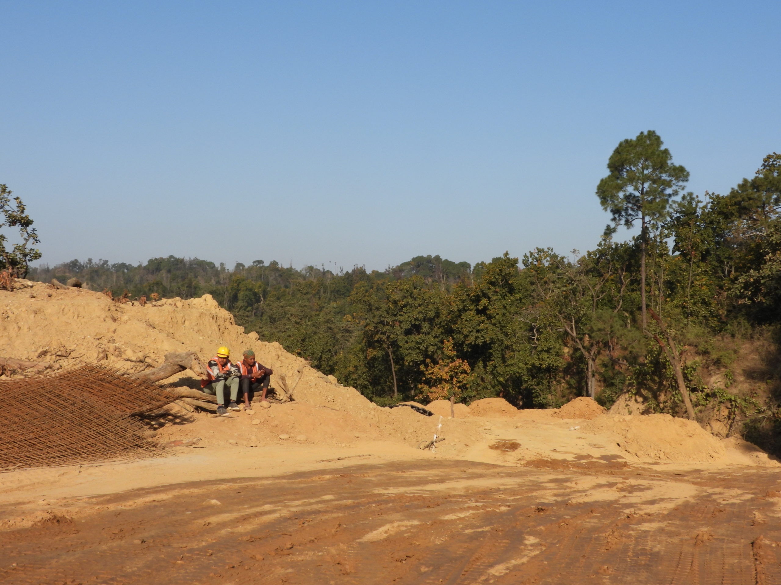 For Indian tree lovers, plantations are a poor substitute for lost forests