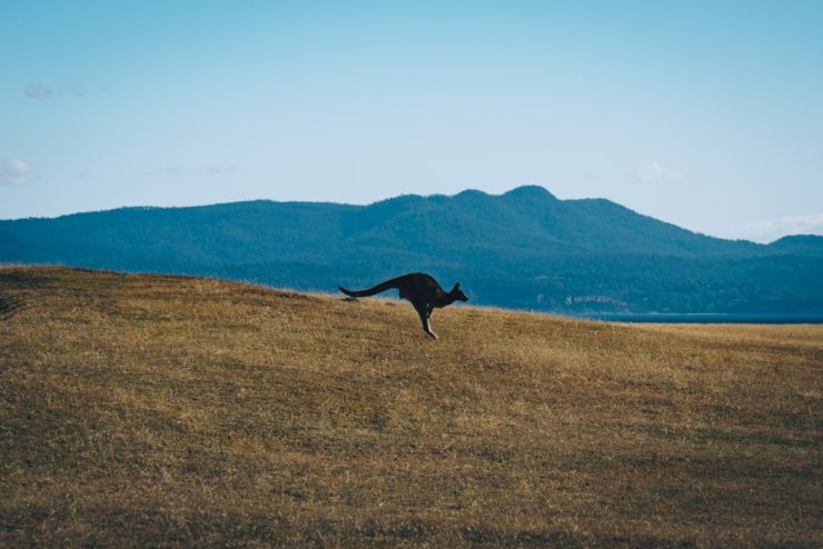 Bad News: There Are Kangaroos in West Bengal Forests – The Wire Science - Vimarsana News