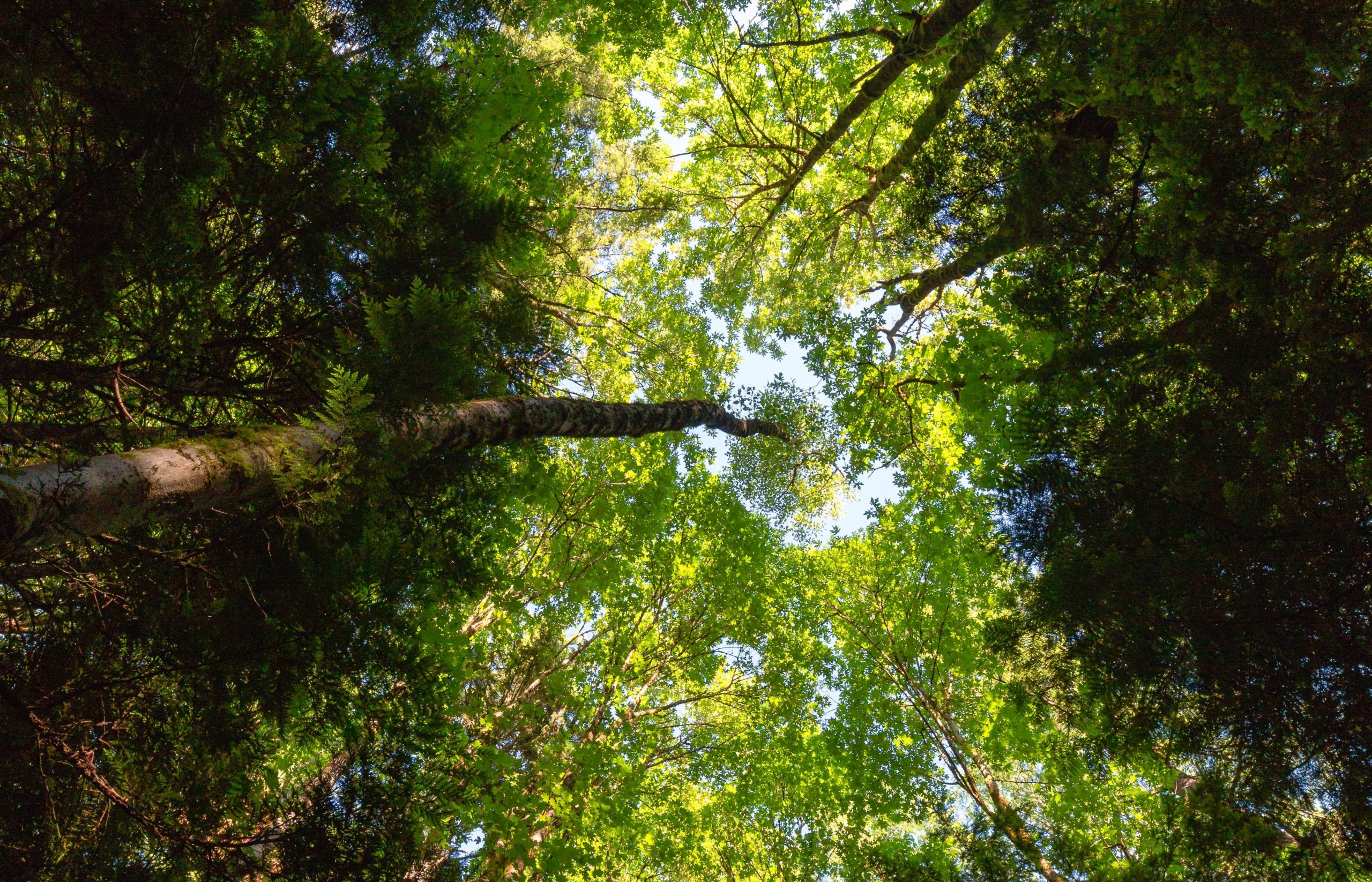 dave-hoefler-7i3AFqQ8sgk-unsplash