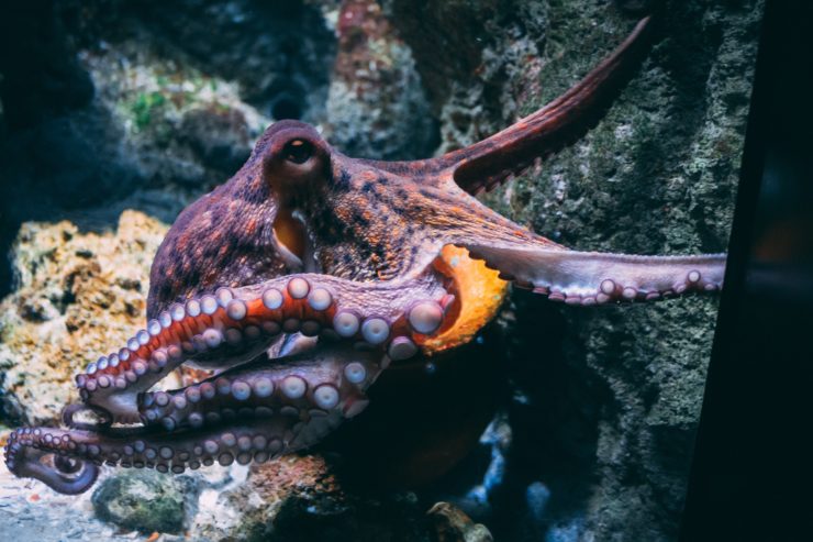 The Hidden World of Octopus Cities and Culture Shows Why It's Wrong to Farm Them – The Wire Science - Vimarsana News