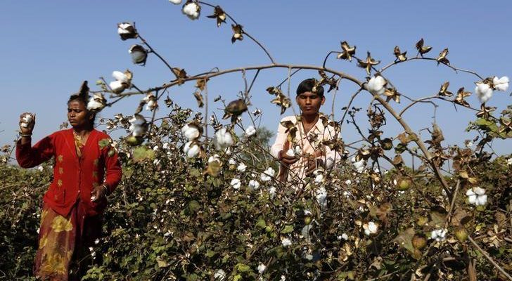 With New MoEFCC Memo, Are Indian Policy Makers Supporting 'Big Biotech'? - Vimarsana News