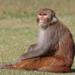Rhesus_macaque_(Macaca_mulatta_mulatta),_male,_Gokarna