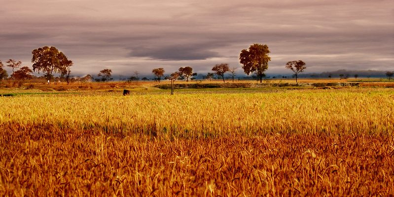 Bad Wheat Harvest in 2 States May Shatter India's Dream of Exporting Wheat this Year - Vimarsana News