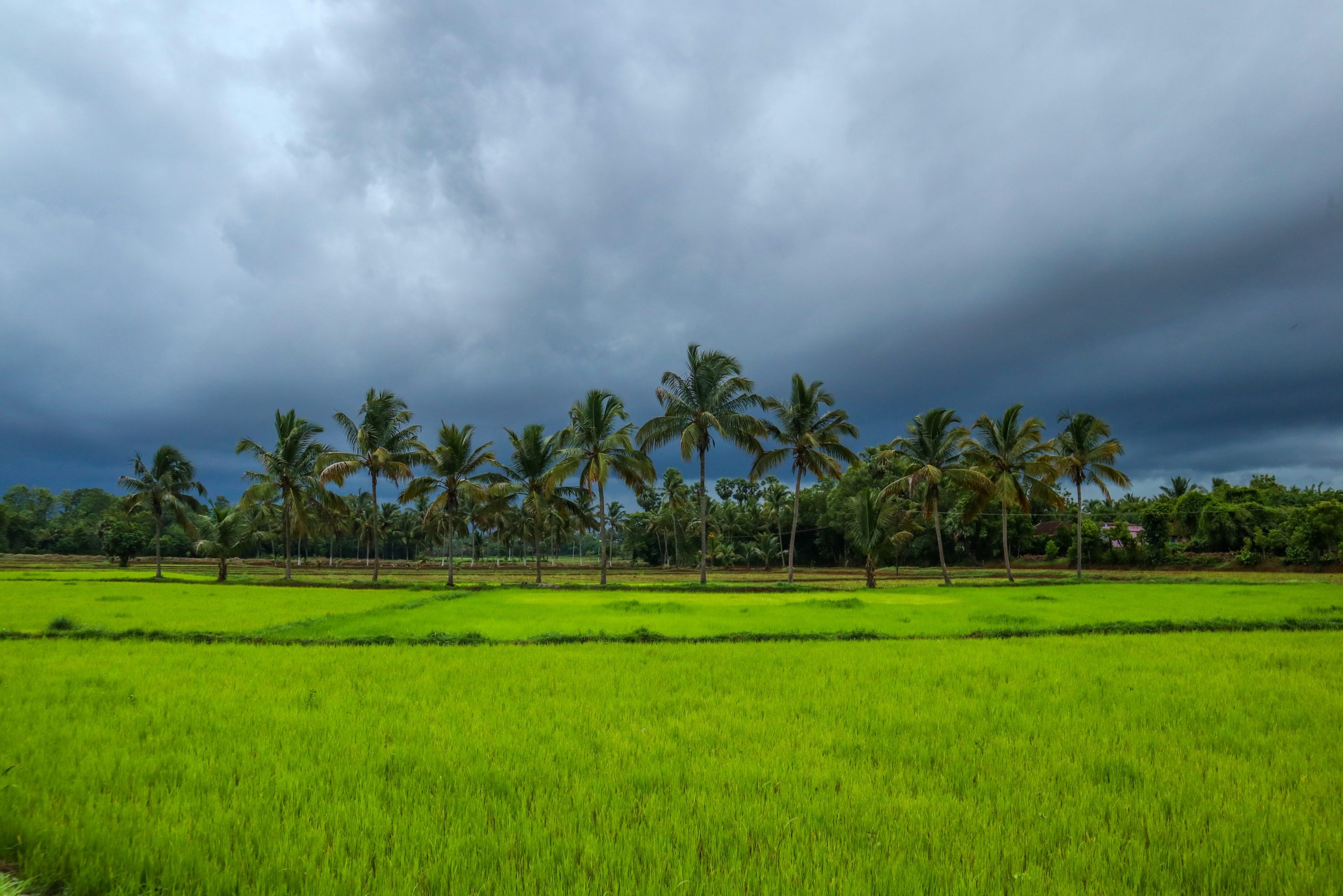 sreehari-devadas-5CKqByQqu-w-unsplash