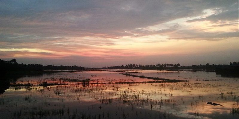 Climate Change Has Cost Kuttanad Farmers Rs 9,608 Crore This Year. Here's What Can Help - Vimarsana News