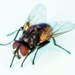 Image 1-Common_house_fly,_Musca_domestica