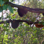 Image 1-A.dorsata colonies-IISc-Tv