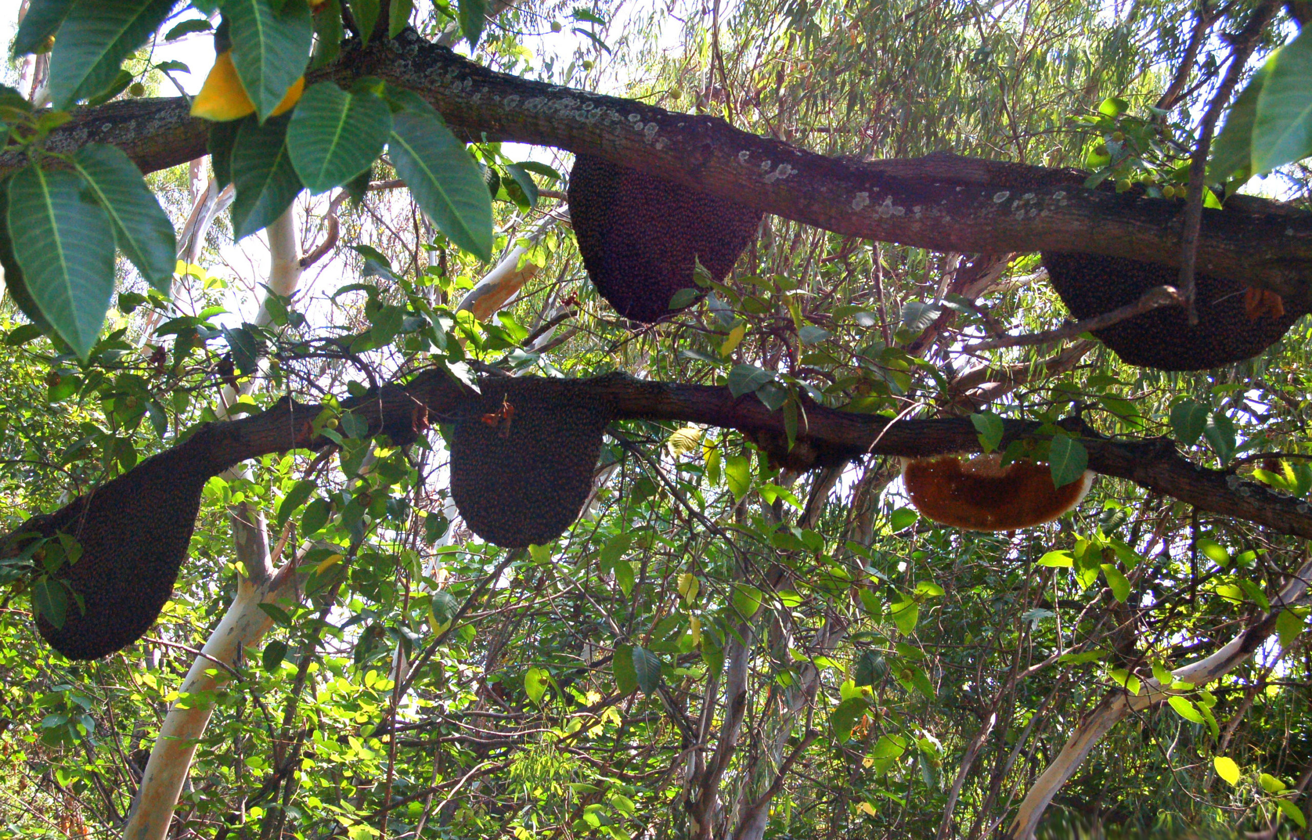 Image 1-A.dorsata colonies-IISc-Tv