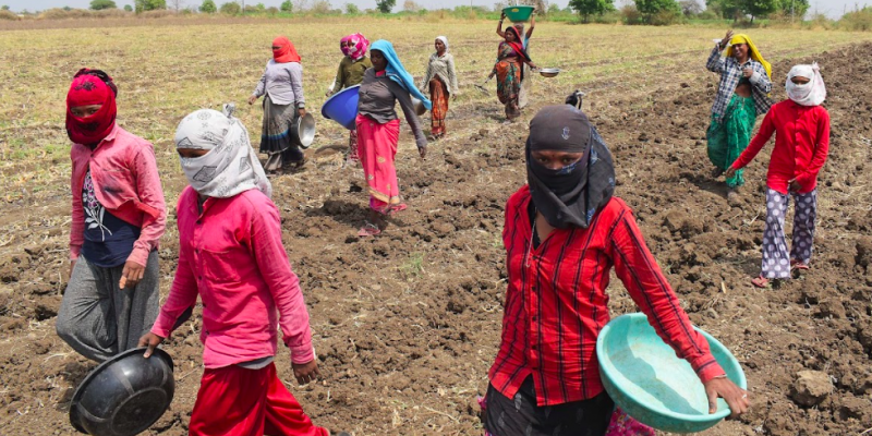 Rising Farmer Suicides Leaves Families Adrift as Vidarbha Grapples With Multiple Crises - Vimarsana News