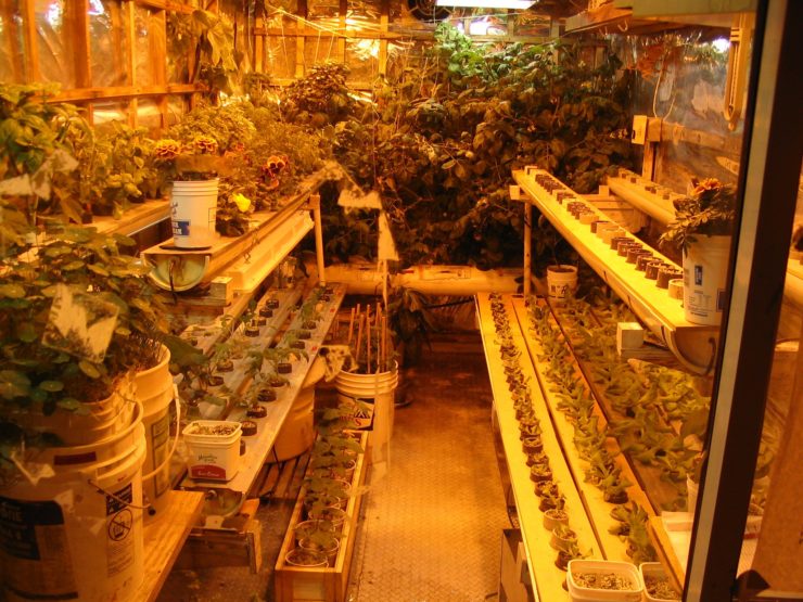 A Century of Antarctic Agriculture Is Helping Scientists Grow Food in Space – The Wire Science - Vimarsana News