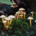 jesse-bauer-7w4lNt7lJb4-unsplash