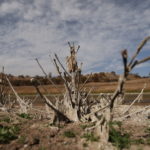 The Wider Image: 'We beg God for water': Chilean lake turns to desert, sounding climate change alarm