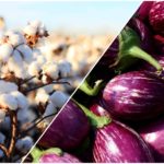 cotton-brinjal