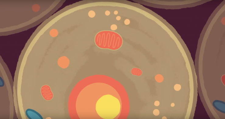 Mitochondria Mystery: Did They Push More Complex Cells To Evolve or Come Later? – The Wire Science - Vimarsana News