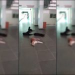 dogs-iit-madras