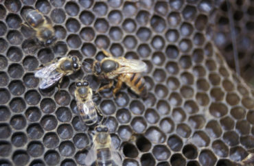 More Fun Than Fun: Strife in the Harmonious World of Honey Bees, Part 2 ...