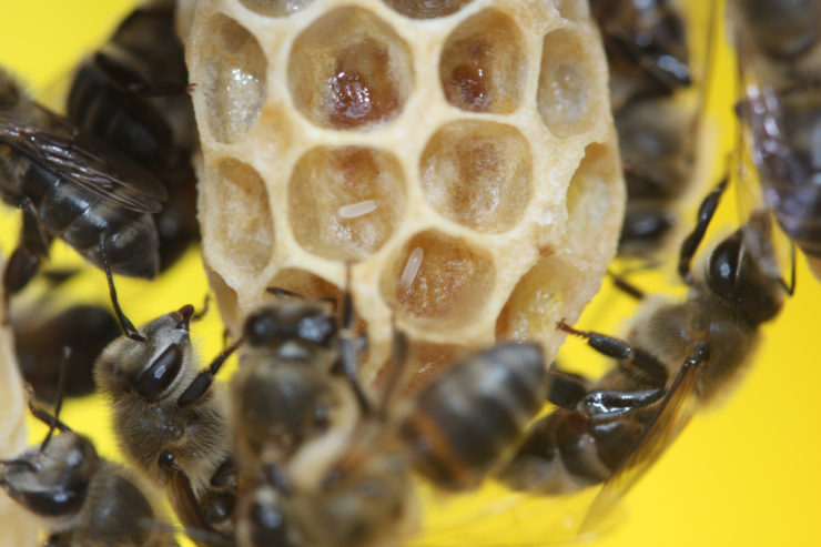 More Fun Than Fun: Strife in the Harmonious World of Honey Bees, Part 2 – The Wire Science - Vimarsana News