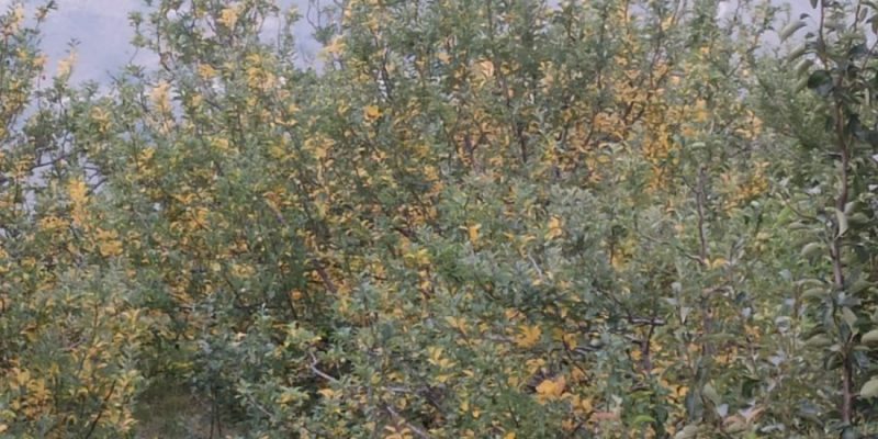 After Brutal Heatwave, Himachal's Apple Farmers Say Over 30% of Crop Damaged - Vimarsana News