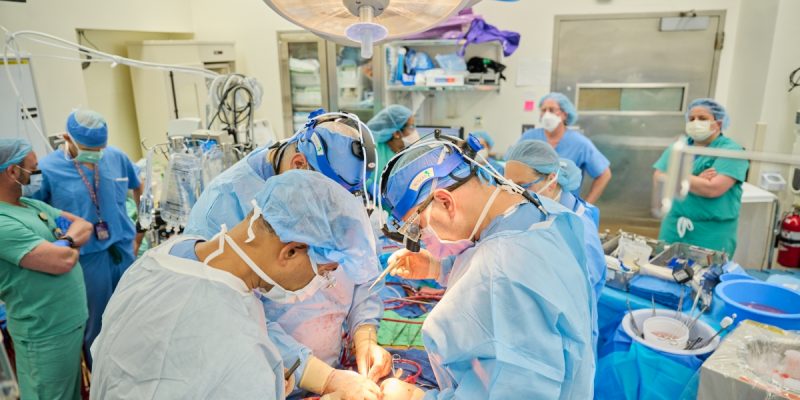 US Researchers Transplant Modified Pig Hearts to Brain Dead Recipients - Vimarsana News