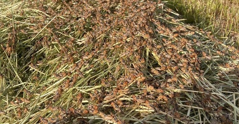Sardinia: Farmers on Mediterranean Island Suffer Worst Locust Invasion in Decades - Vimarsana News