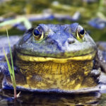 Bullfrog_-_natures_pics