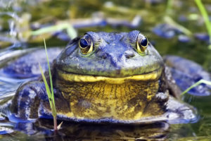 Bullfrog_-_natures_pics