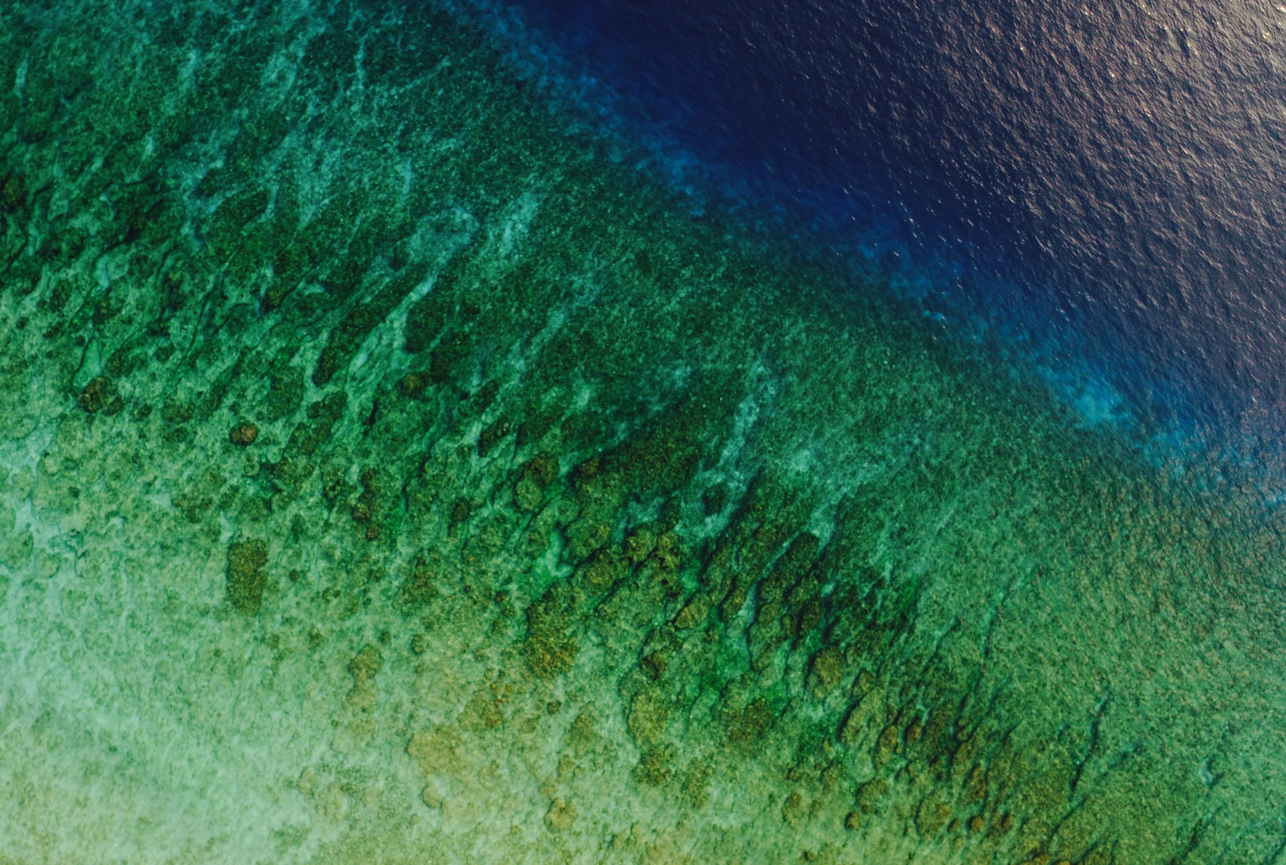 shifaaz-shamoon--EvyJMARpvY-unsplash