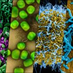 four-viruses