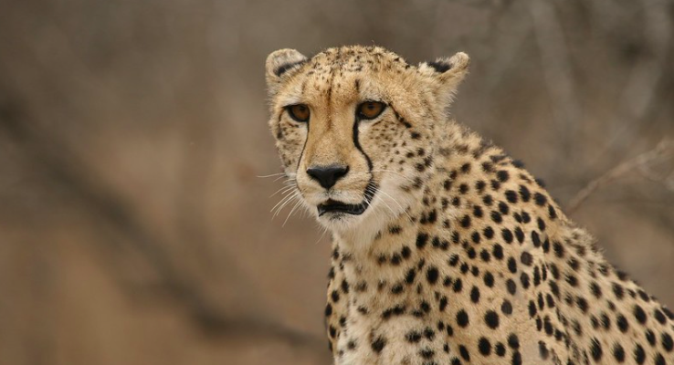 Indian Oil Will Pay Rs 50 Crore as CSR to Project Cheetah. How Useful Will It Be? - Vimarsana News