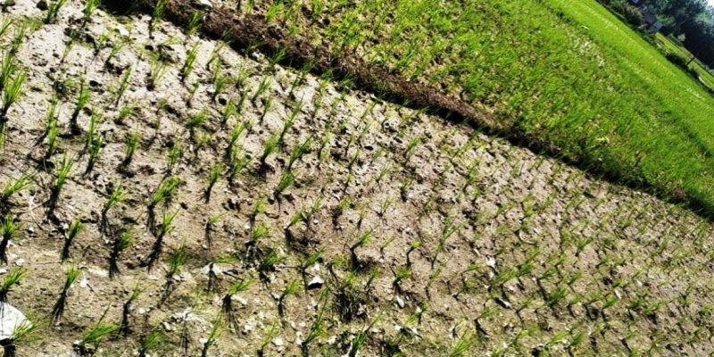 Drought and Sudden Rain Lead to Catastrophic Losses Among Paddy Farmers in Kashmir Valley - Vimarsana News
