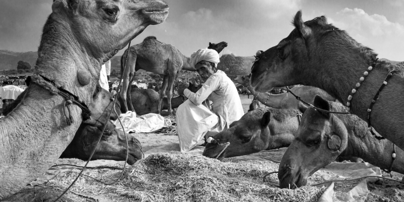 In Photos: The Symbiotic Relationship Between Humans and Animals - Vimarsana News