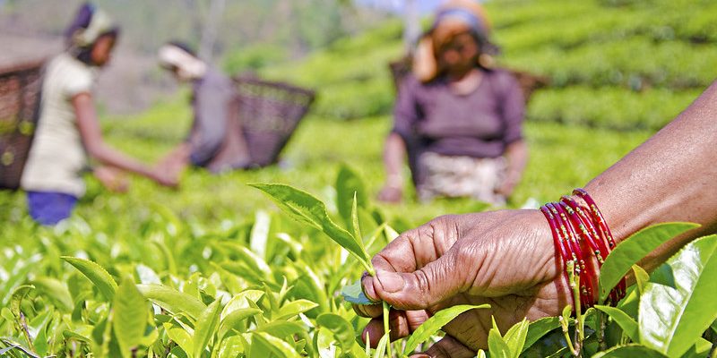 For Nepal's Troubled Tea Industry, India's Import Barriers Could Be a Death Knell - Vimarsana News