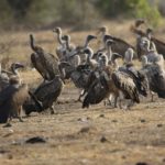 2560px-Indian_Vulture_at_Madhav_National_Park,_Shivpuri,_M.P