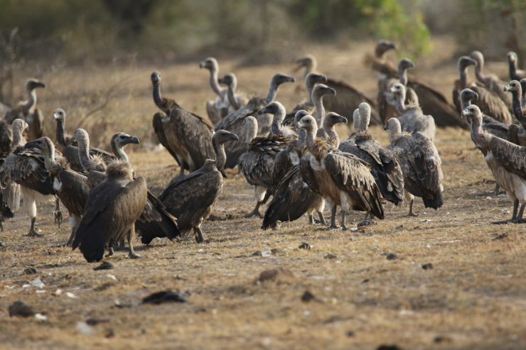 Our Vultures May Never Come Back – The Wire Science - Vimarsana News