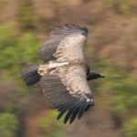 Indian_vulture_DSC_0742