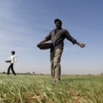 Farmers sprinkle fertilizer on a wheat field on the outskirts of Ahmedabad
