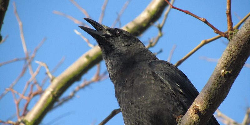 Verse Affairs: Crows, Words, Voices - Vimarsana News
