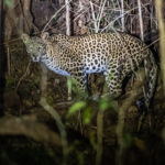 Satkosia 4