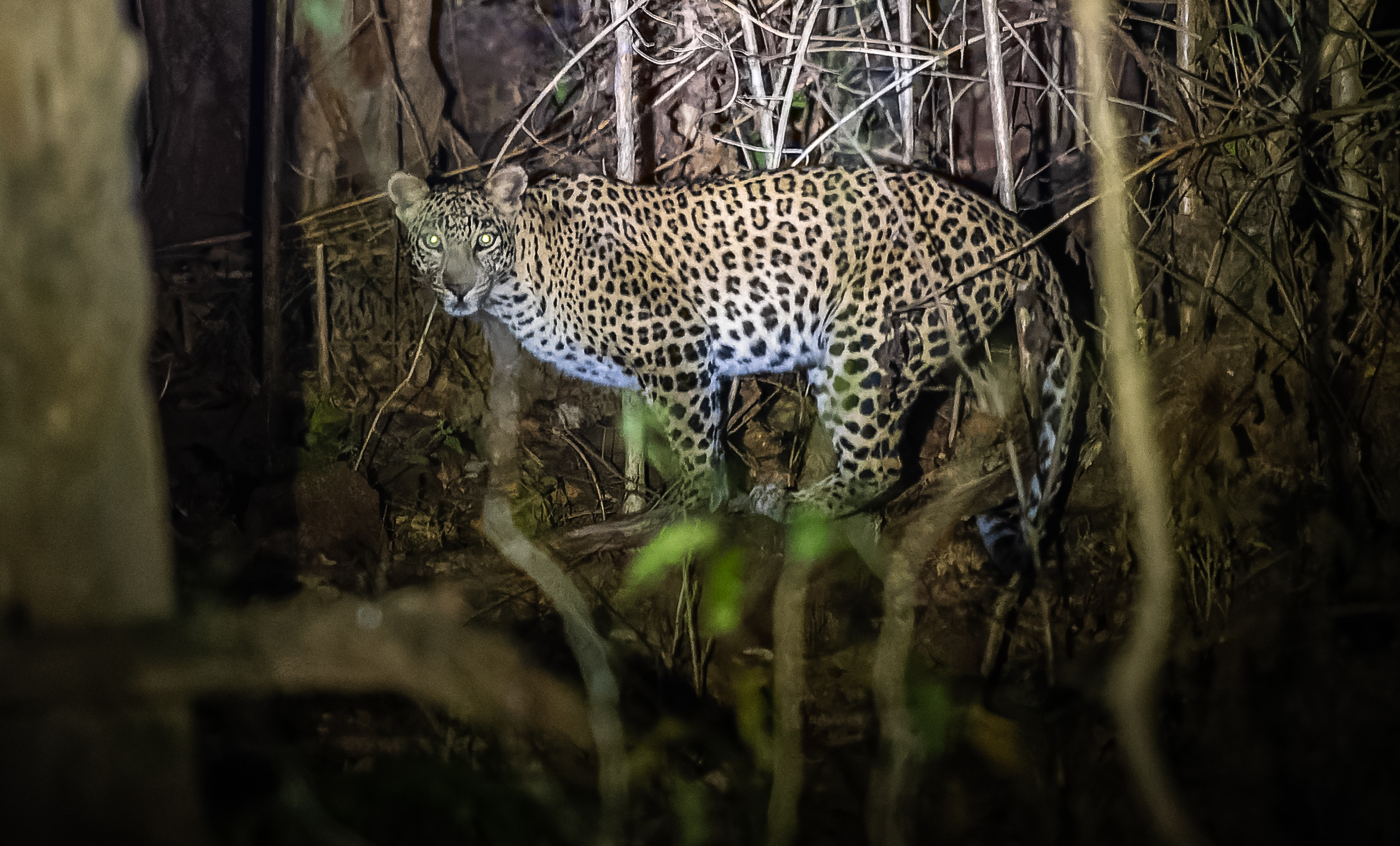 Satkosia 4