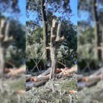 cut-tree-sahastradhara