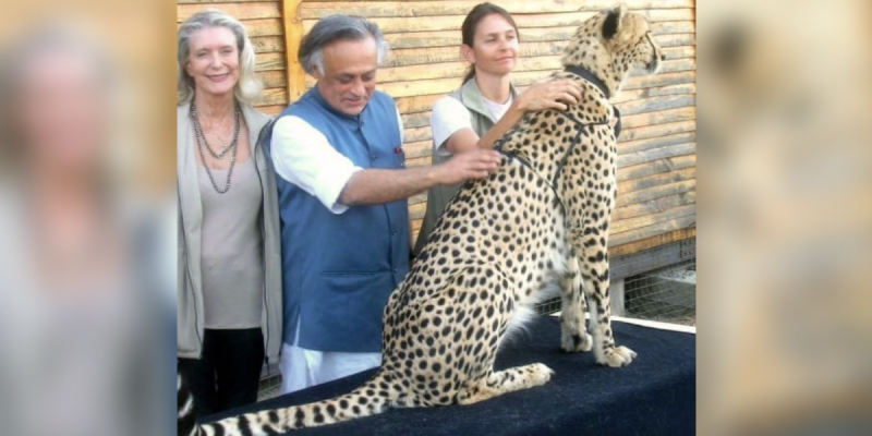 Project Cheetah 'Tamasha Orchestrated by PM', Was Approved by Manmohan Govt: Congress - Vimarsana News