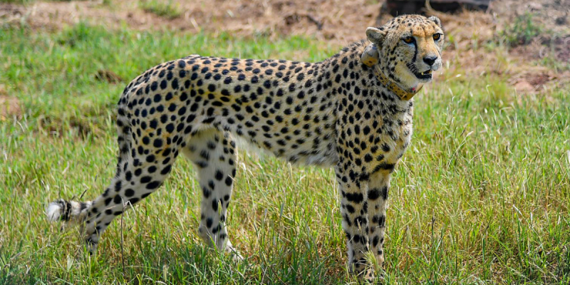 Villagers Near Kuno National Park Fear Land Acquisition and the Cheetah Itself - Vimarsana News
