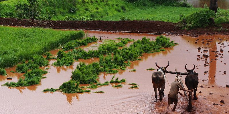 As Dry Spells and Untimely Rains Hit Farmers, How Helpful Is the PM Crop Insurance Scheme? - Vimarsana News