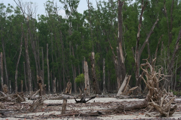 Environmental Violence Is Rife in West Bengal – The Wire Science - Vimarsana News