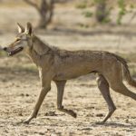 Indian_Wolf_Photo_Dhaval_Vargiya