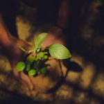 kasturi-laxmi-mohit-uv6lUONd19w-unsplash